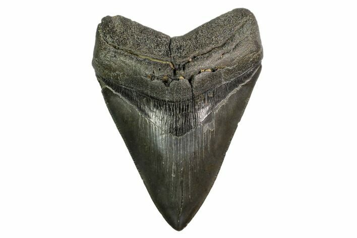 Serrated, Fossil Megalodon Tooth #149379